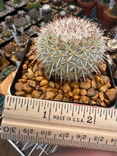 Mammillaria parkinsonii specim for sale  Salem