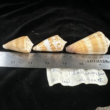 Seashells conus thalassiarchus for sale  Warner Robins