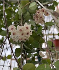 Hoya mathilde d'occasion  Expédié en Belgium