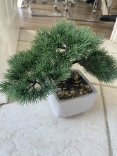 Next bonsai artificial for sale  HODDESDON