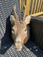 mounted deer head for sale mounted deer head for sale ASHINGTON