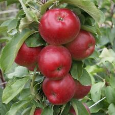 Plant jarle säulenapfel gebraucht kaufen  Detmold