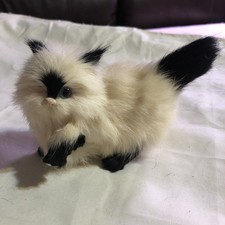 Playful one eyed for sale  Brooklet