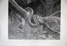 Usado, Estampa antiga original 1899 jardins zoológicos cobra de milho sul-americana comprar usado  Enviando para Brazil