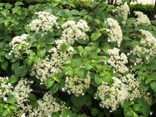 Hydrangea petiolaris climbing for sale  KING'S LYNN