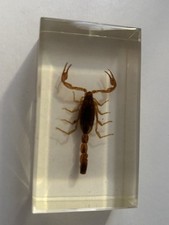 Scorpion doré résine d'occasion  Chaumont