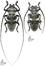 Zographus aulicus da Tanzânia, MUITO GRANDE!!corpo 34-38 mm, A1, besouro não montado comprar usado Zographus aulicus da Tanzânia, MUITO GRANDE!!corpo 34-38 mm, A1, besouro não montado comprar usado  Enviando para Brazil