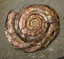 Large iridescent psiloceras for sale  BRISTOL