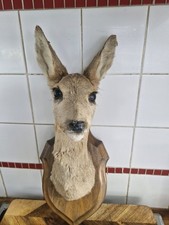 Taxidermied head roe for sale  HOOK