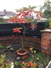 Staghorn sumac rhus for sale  MANCHESTER