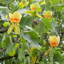 Liriodendron tulipifera tulip for sale  UK