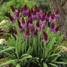 Primula vialii for sale  PETERBOROUGH