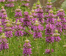 LEMON Estado perfeito BEEBALM Monarda Citriodora - 7,500 Sementes a granel, usado comprar usado  Enviando para Brazil