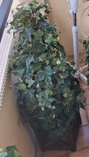 Hedera plante artificielle d'occasion  Cagnes-sur-Mer