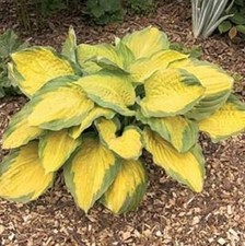 Hosta captain kirk for sale  Oak Creek