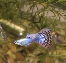 Red purple dragon for sale  Groveland