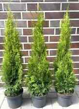 1st thuja smaragd gebraucht kaufen  Saterland