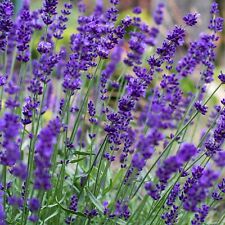 Lavender hidcote herb for sale  GLASGOW