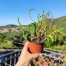 Vaso crassula muscosa usato  Barcellona Pozzo di Gotto