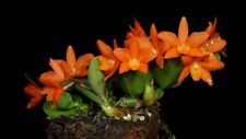 Rare cattleya cernua for sale  HALSTEAD