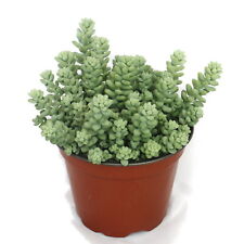 Exotenherz sedum morganianum gebraucht kaufen  Zweibrücken
