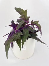 Purple passion live for sale  Great Neck