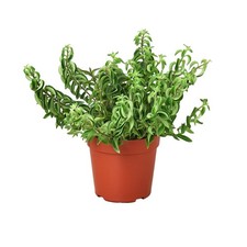 Curly lipstick plant for sale  Mount Dora