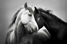 Photographie chevaux d'occasion  Lattes