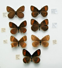 Piedmont ringlet erebia for sale  LIVERPOOL