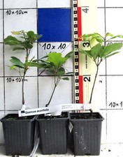 Quercus acerifolia seltene gebraucht kaufen  Bad Bergzabern