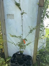 Acer palmatum muka for sale  Hendersonville