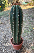 T.cereus terscheckii cactus usato  Menfi