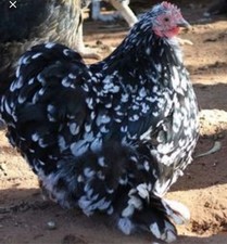 Mixed colour pekin for sale  CHESTERFIELD