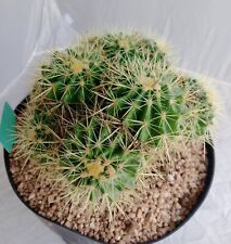 Multi head golden for sale  Cave Creek