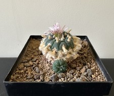 Ariocarpus spec. radice usato  Spedire a Italy