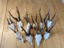 Rehbock gute reh gebraucht kaufen  Paderborn