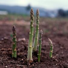 Asparagus seeds 157 for sale  Deltona