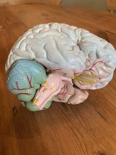 Anatomical brain model. for sale  MARTOCK