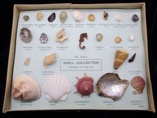 Vintage sea shell for sale  Carmel by the Sea