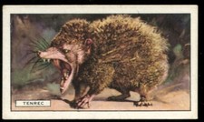Tobacco card gallaher for sale  ASHFORD