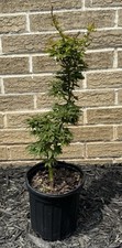 Acer palmatum koi for sale  Independence