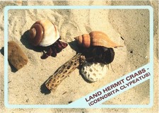 Land hermit crabs for sale  Lakewood