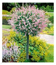 Salix stämmchen hakuro gebraucht kaufen  Bensheim