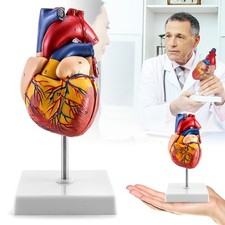 Scientific menschliches herz gebraucht kaufen  Aspisheim, Grolsheim