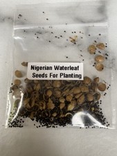 Nigerian planting waterleaf for sale  LONDON