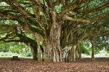 Bengalische würgefeige ficus gebraucht kaufen  Jessen