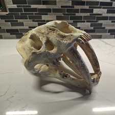 Sabertooth cat skull for sale  Thorofare