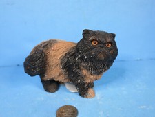 Sandicast tortie persian for sale  Twinsburg