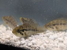 Jaguar cichlid aka for sale  Wimauma