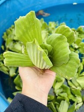 Pistia stratiotes jumbo for sale  SHEERNESS